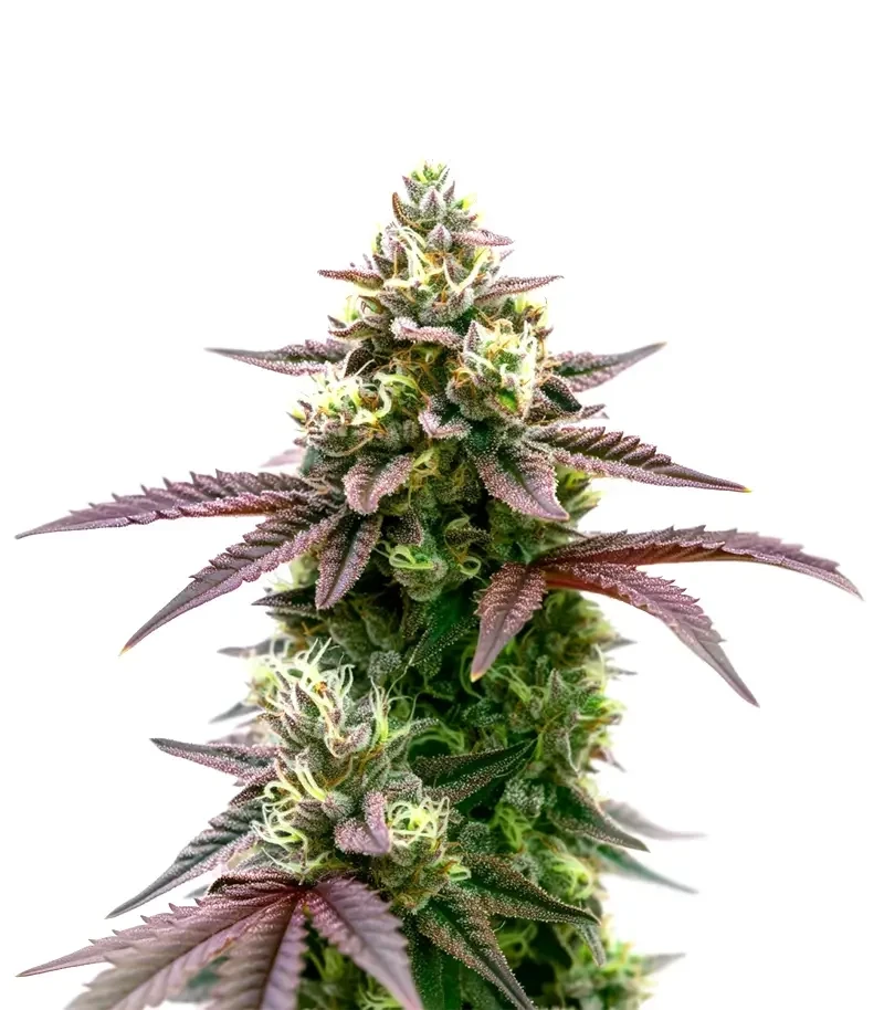 Blue Forest Berry (Growers Choice)