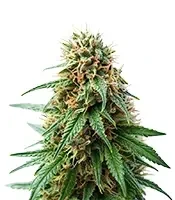 Shamanic Haze (De Sjamaan Seeds) Cannabis-Samen