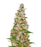 Skunk #1 Automatic (Sensi Seeds) Cannabis-Samen
