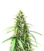 Also Know 47 Autoflower feminisierte Samen (Seedkeepers)