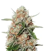 Apollo (Brothers Grimm Seeds)