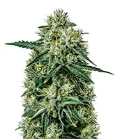Northern Lights Auto (GHS) Cannabis-Samen
