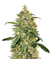 Toof Decay Auto (Mephisto Genetics) Cannabis-Samen