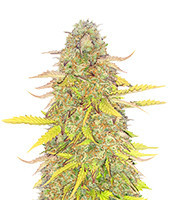 Acid Rain Autoflower feminisierte Samen (EGS)