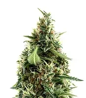Arjan's Ultra Haze #1 (GHS) Cannabis-Samen