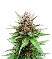 Auto Blackberry Moonrocks (Herbies Seeds)