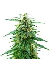 K.C. 48 Auto (K.C. Brains Seeds) Cannabis-Samen