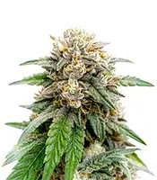 Papaya Sherbet feminisierte Samen (Fast Buds)