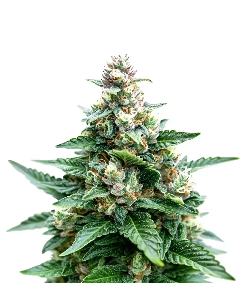 Sherbet Moonrocks (Original Sensible Seeds)