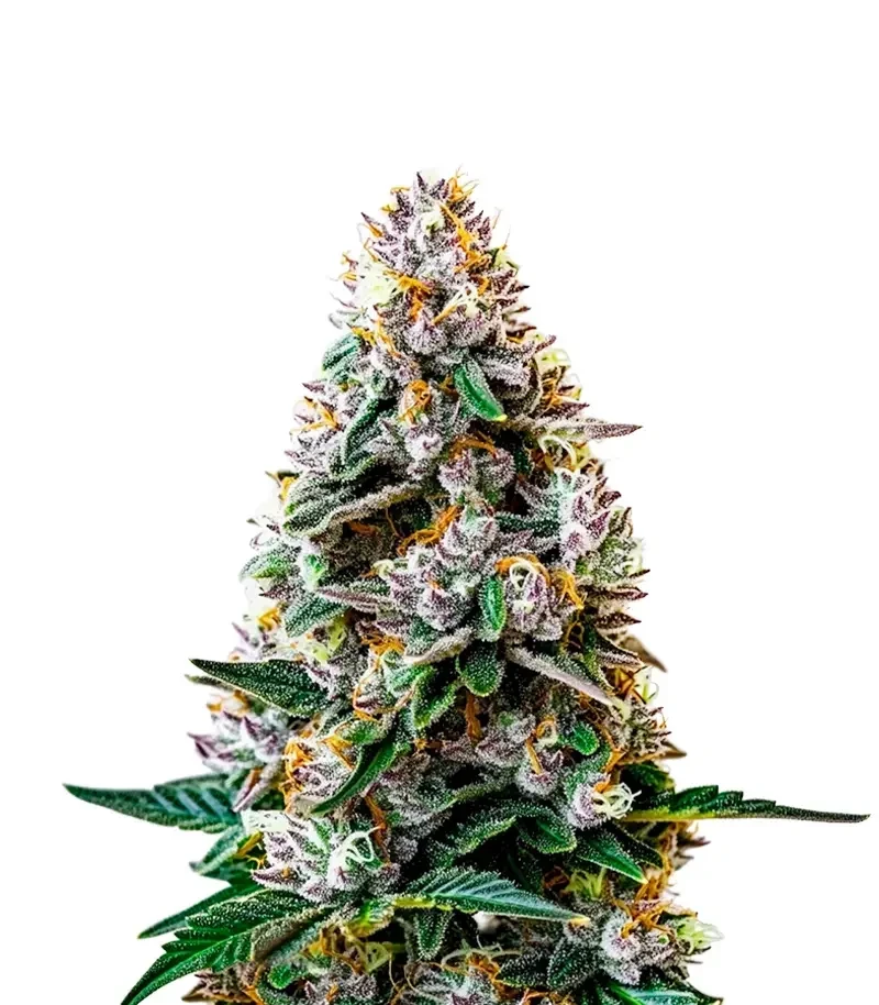 Tropicana Weddingcake Auto (Growers Choice)