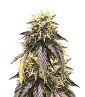 Thin Mint Crack Autoflower (Seedstockers) Cannabis-Samen