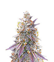 Lemon Drizzle feminisierte Samen (Barney’s Farm)