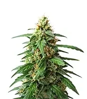 Auto #1 (Auto Seeds) Cannabis-Samen
