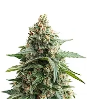 Auto Georgia Pie (Advanced Seeds)
