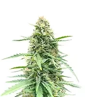 Vanilla Latte Autoflower feminisierte Samen (Humboldt Seed Company)