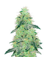 White Skunk regular seeds (White Label Seed Company)