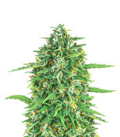 Rucu Cucu OG Auto feminisierte Samen (Seedstockers)