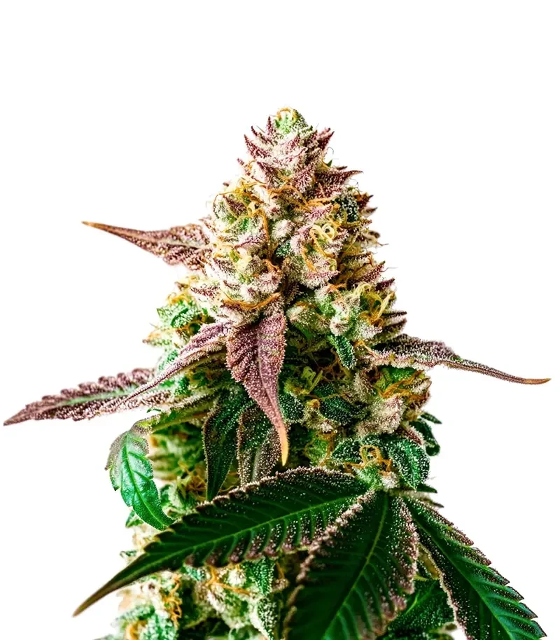 Slurricane Cookies (Dutch Passion)