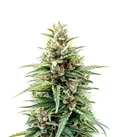 Stress Killer Automatic CBD (RQS) Cannabis-Samen