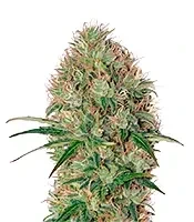 Super Bud Auto (GHS) Cannabis-Samen