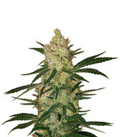Cinderella 99 (Growers Choice) Cannabis-Samen