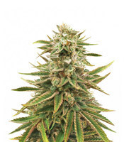 Treasure Island CBD (Sin City Seeds) Cannabis-Samen