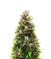 California Cream Auto (Humboldt Seed Company)