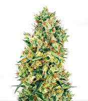 Doctor Jamaica Auto (Vision Seeds) Cannabis-Samen