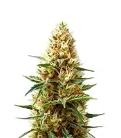 Green AK XL (AK-47 XL) (Zambeza Seeds) Cannabis-Samen