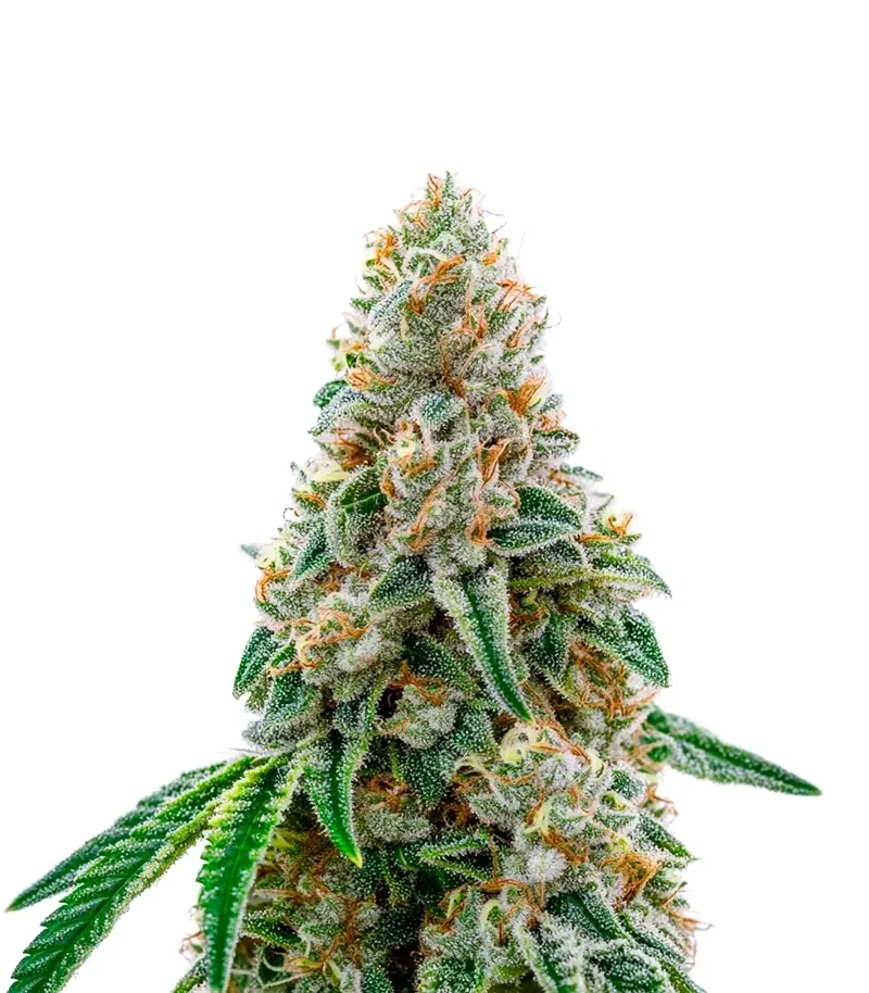 Honey Dipper (Green House Seeds)