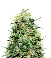 Moby Dick (GHS) Cannabis-Samen