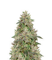 Wedding Cake (Seedstockers) Cannabis-Samen