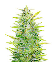 Dozy Whale feminisierte Samen (AlphaFem Seeds)