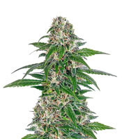 Early Skunk Automatic (Sensi Seeds) Cannabis-Samen