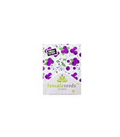 Dream Berry (Female Seeds) Cannabis-Samen