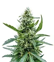 Auto Northern Lights XXL (00 Seeds)