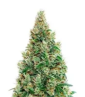 Green-O-Matic Auto (GHS) Cannabis-Samen