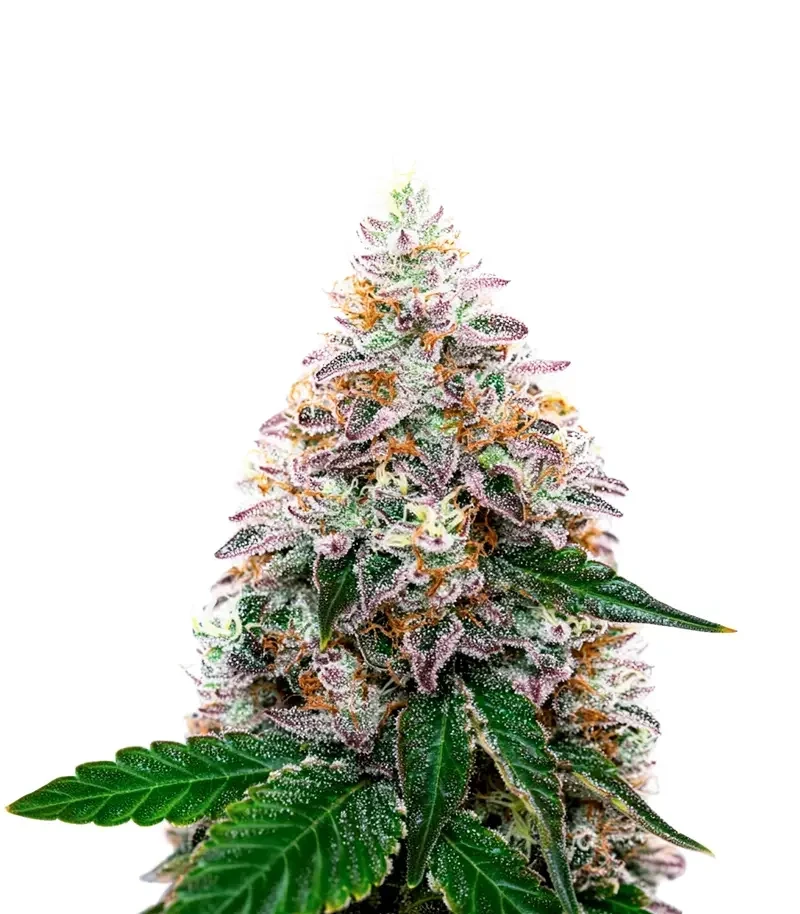 Watermelon Punch Auto (Growers Choice)