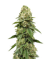 Biker Kush (Karma Genetics) Cannabis-Samen
