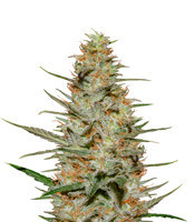 Purple Paralysis (Cream of the Crop Seeds) Cannabis-Samen