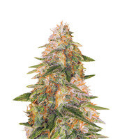 Tropic Punch (Heavyweight Seeds) Cannabis-Samen