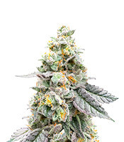 Gelato 41 x Gelato 41 Auto feminisierte Samen (Green House Seeds)