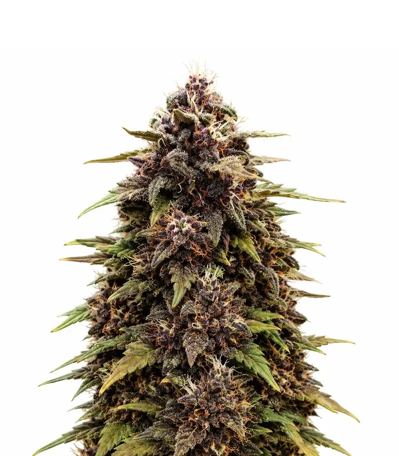 Auto Red Tropicana Cookies (Dutch Passion)