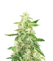Brain's Escape (K.C. Brains Seeds) Cannabis-Samen