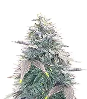 OG Kush Auto feminisierte Samen (Ethos Genetics)