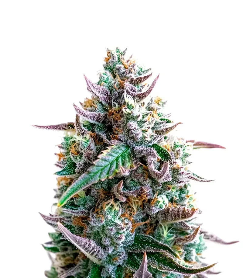 Runtz Fast Flowering (Humboldt Seeds Organization)