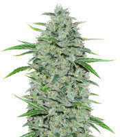 Malawi Breeders Pack regular (Ace Seeds) Cannabis-Samen