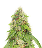 Moby Dick feminisierte Samen (Seedstockers)