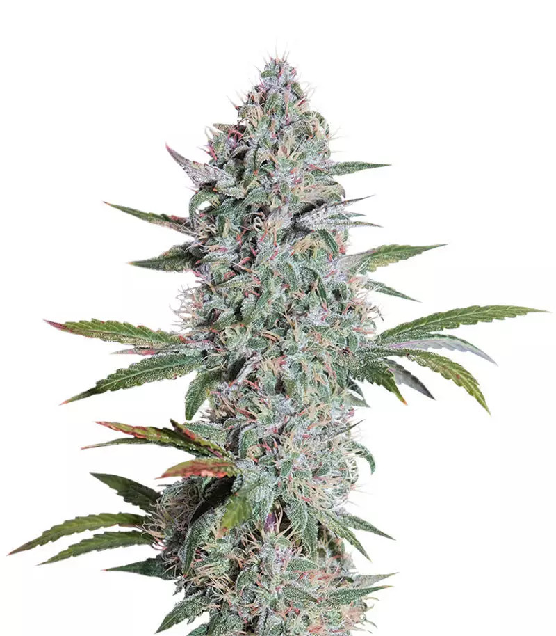 Mango OG Auto Samen feminisiert (Humboldt Seeds Organization)