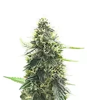 Mango Sherbert Autoflower feminisierte Samen (Humboldt Seed Company)